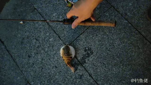 弓斑多纪鲀钓获 广州市 0.1kg