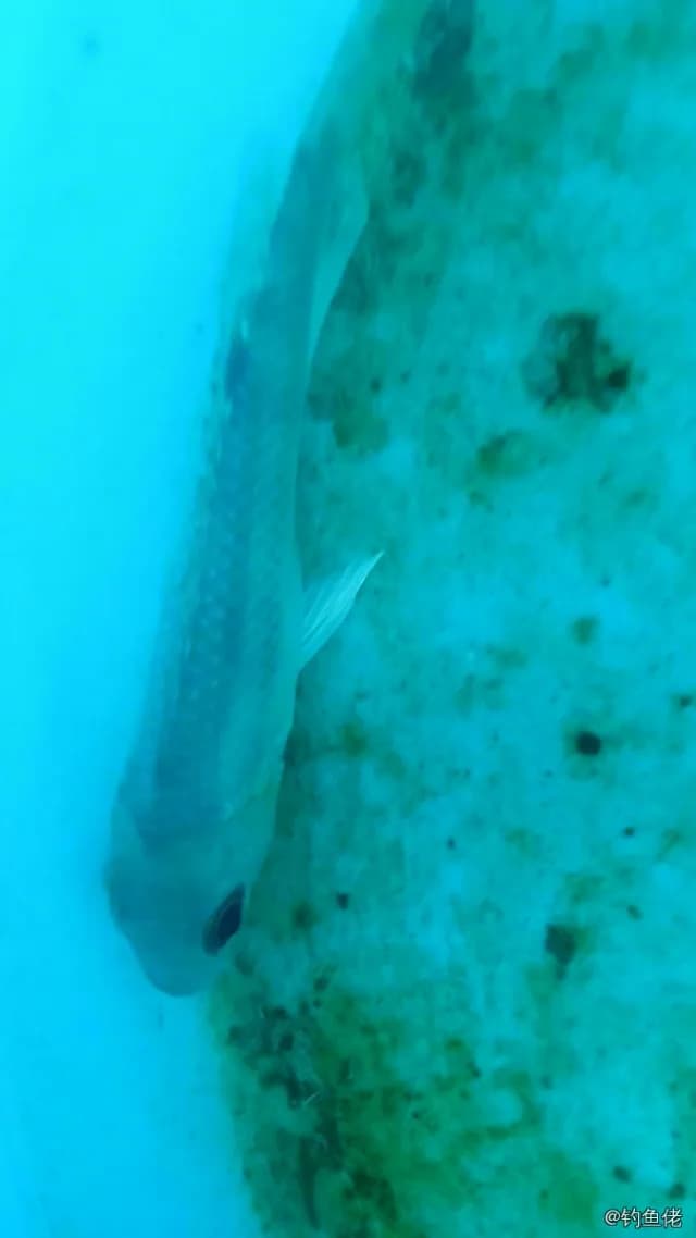 贡氏红娘鱼钓获 广州市 0.05kg