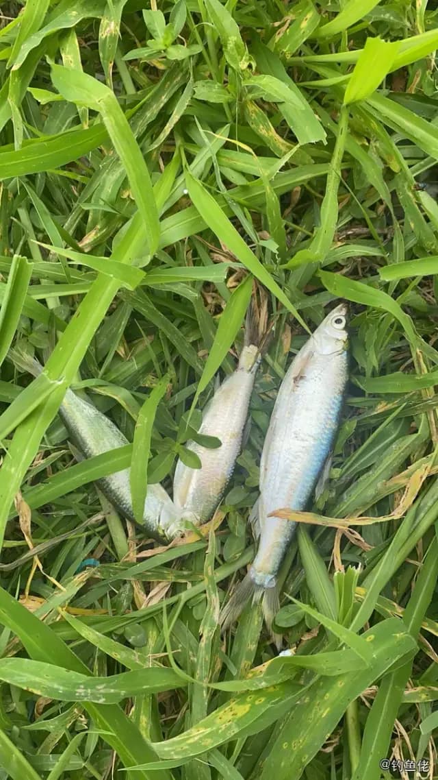 鳤鱼钓获 惠州市 1.2kg