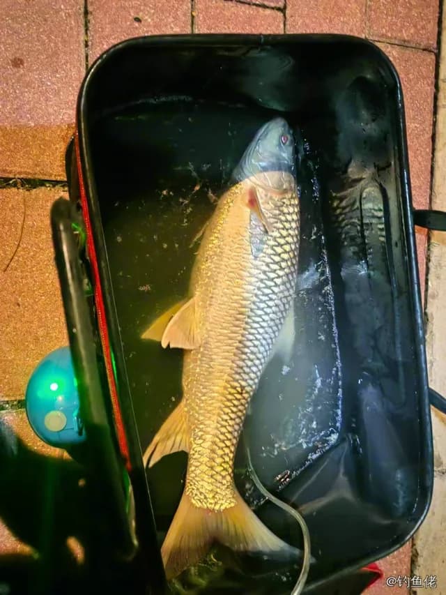 桂孟加拉国鲮钓获 佛山市 3.8kg