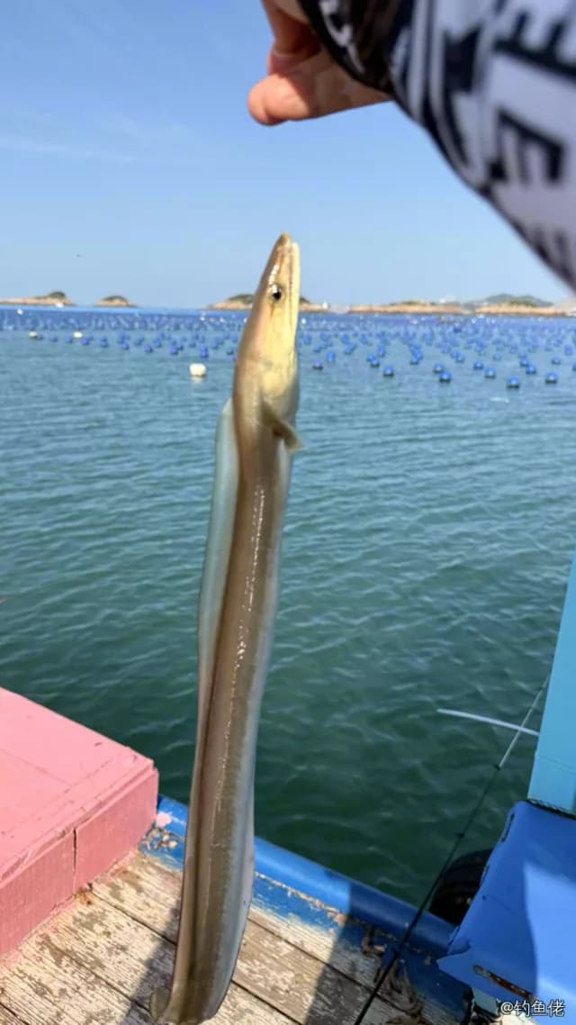 海鳗钓获 中华人民共和国 0.3kg