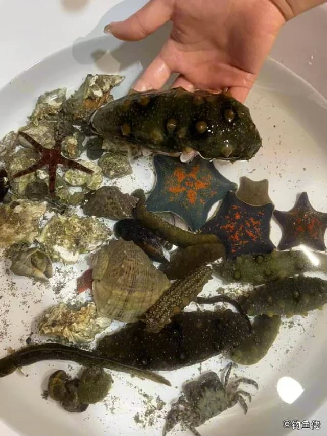 海鳗钓获 大连市 0.3kg