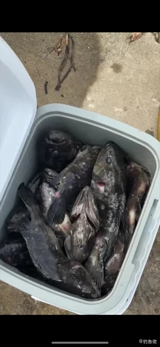 褐带石斑鱼钓获 惠州市 13.2kg