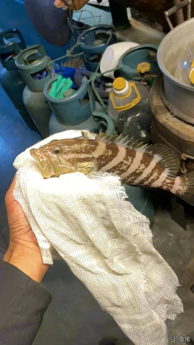 褐带石斑鱼钓获 中华人民共和国 1kg