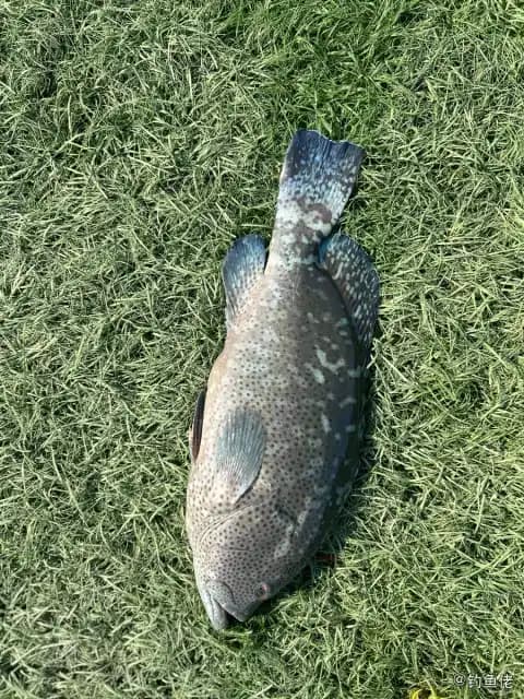 褐带石斑鱼钓获 厦门市 1.7kg