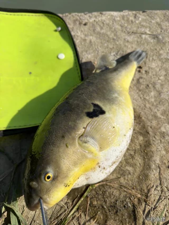 黑斑叉鼻鲀钓获 哈尔滨市 1.5kg