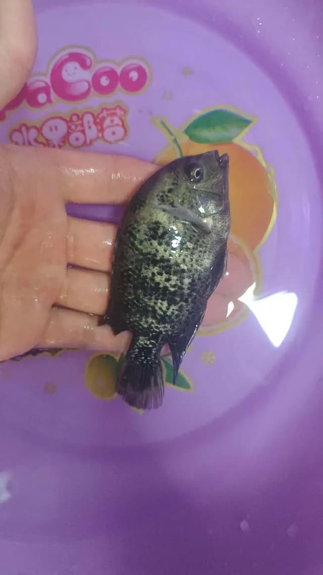 黑斑刺盖太阳鱼钓获 东莞市 0.2kg