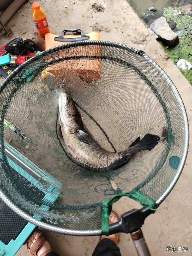 黑斑狗鱼钓获 无锡市 2.5kg