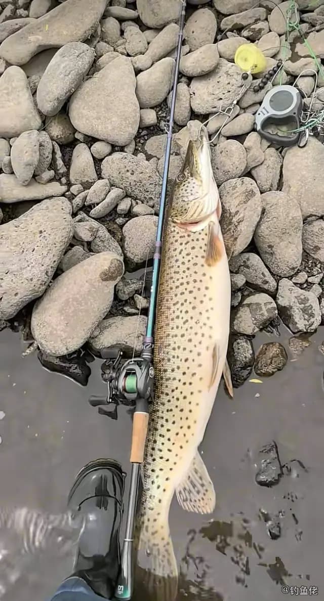黑斑狗鱼钓获 哈尔滨市 8kg