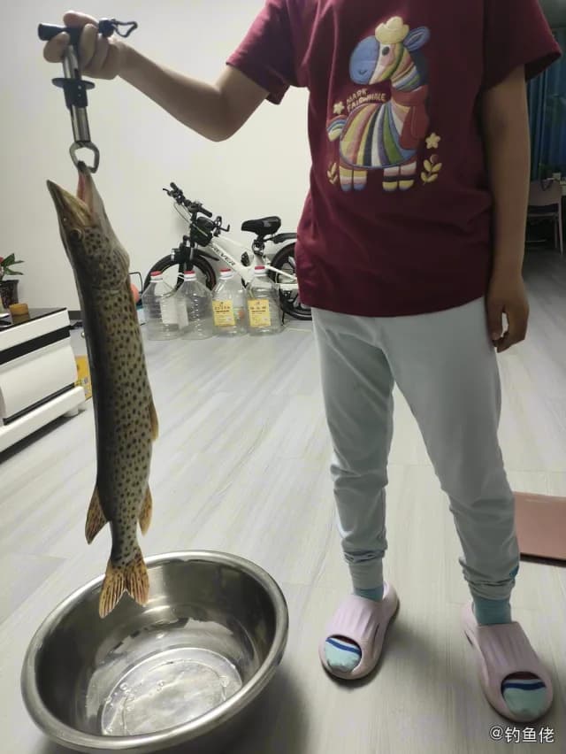黑斑狗鱼钓获 大兴安岭地区 4kg