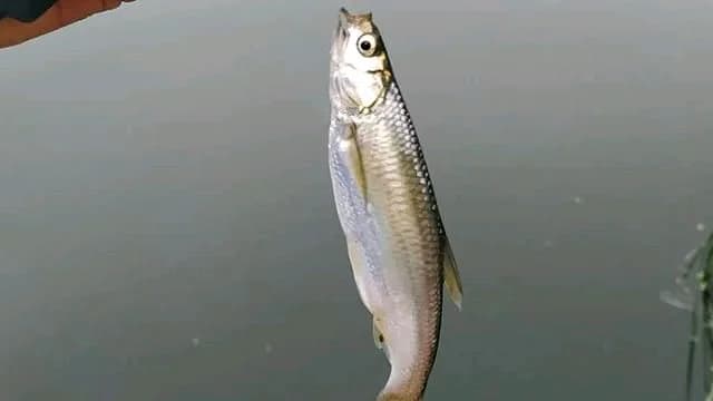 黑斑狗鱼钓获 佳木斯市 0.1kg