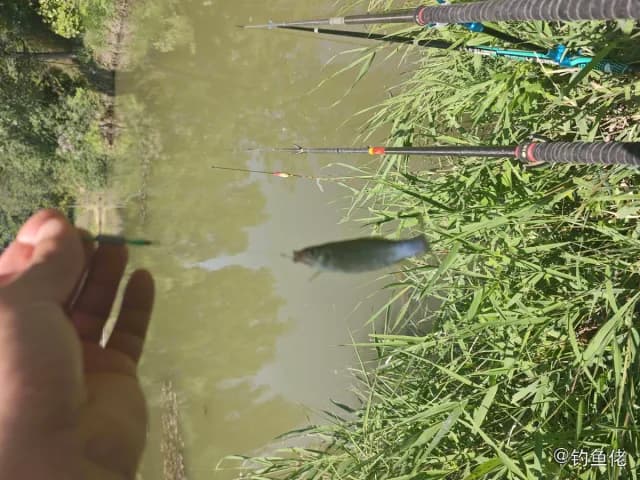 黑花鳉钓获 洛阳市 