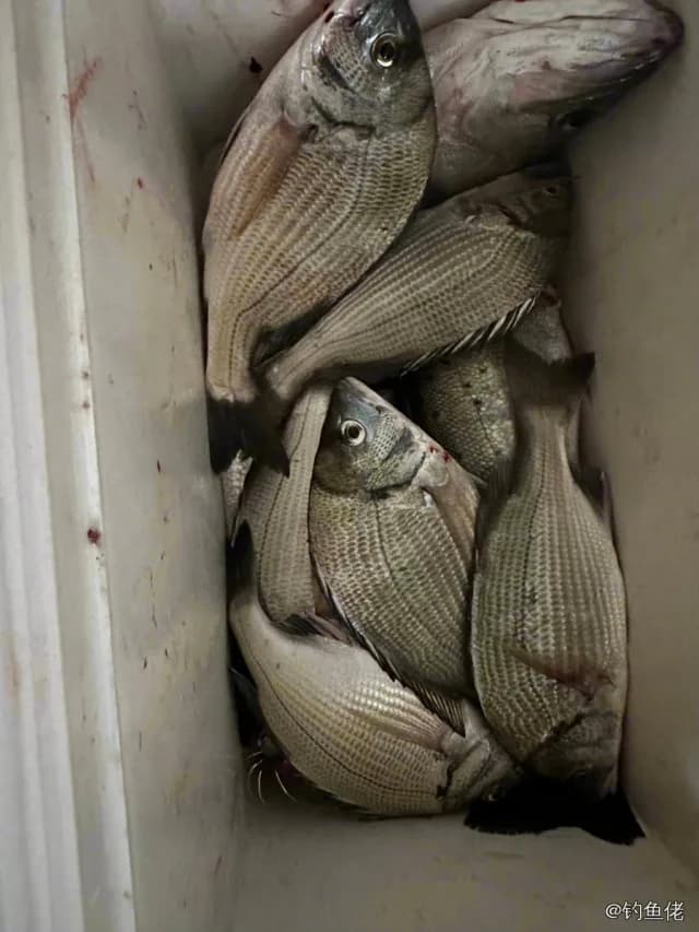 黑棘鲷钓获 唐山市 0.3kg