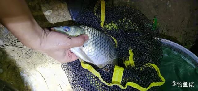 黑鳍厚唇鱼钓获 肇庆市 0.3kg