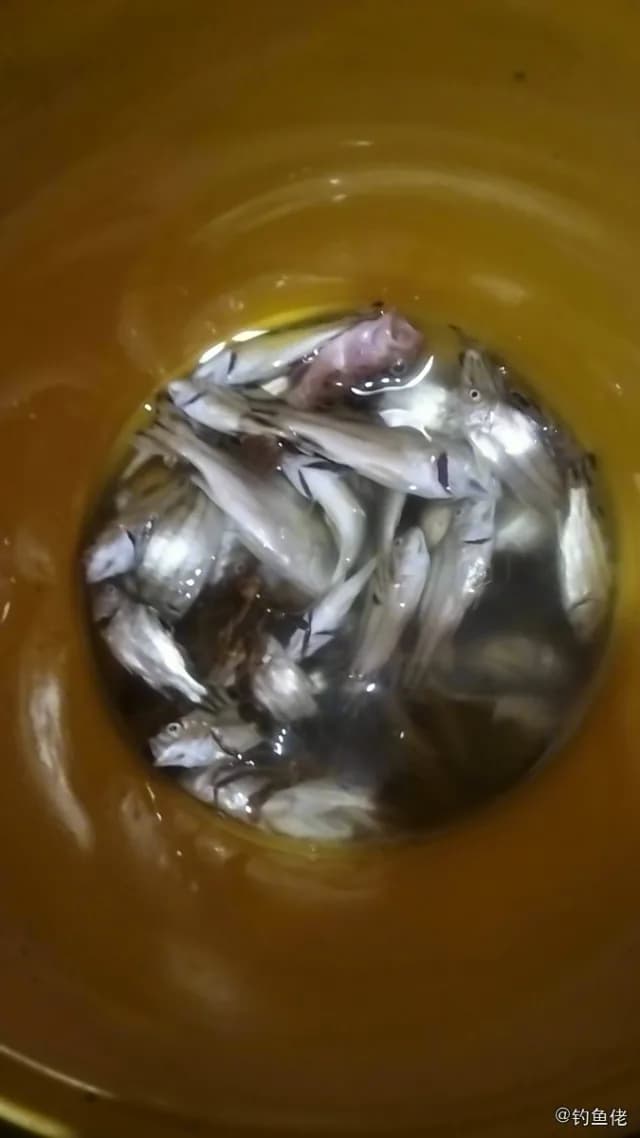 横带刺尾鱼钓获 舟山市 