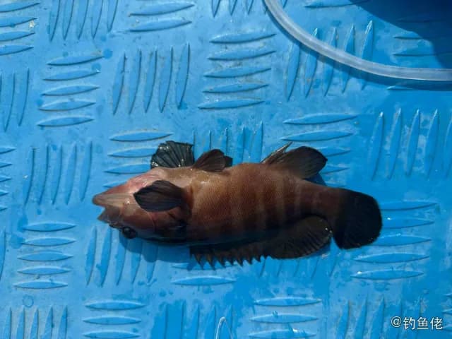 横纹九棘鲈钓获 深圳市 0.1kg