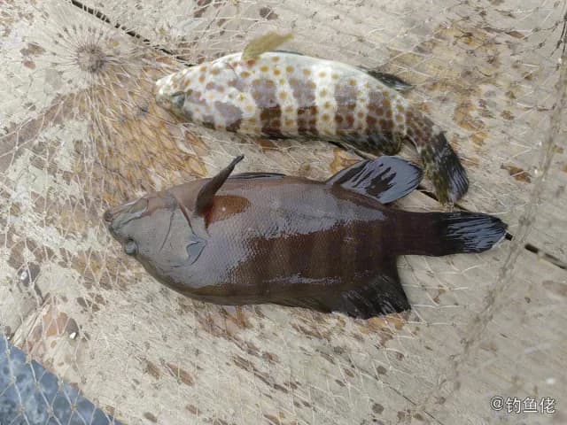 横纹九棘鲈钓获 防城港市 0.05kg