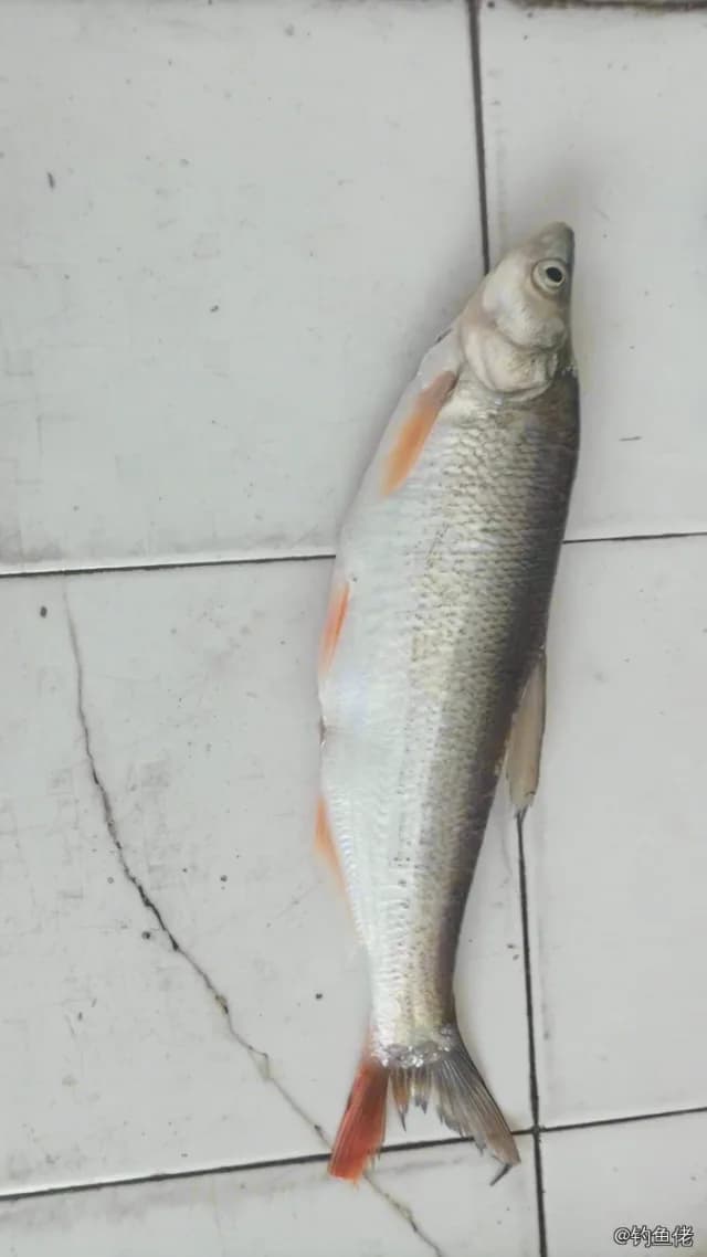 红叉尾鲷钓获 延边朝鲜族自治州 1kg