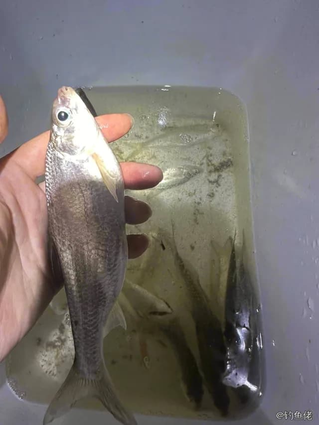 红鳍鲌钓获 吉安市 0.1kg