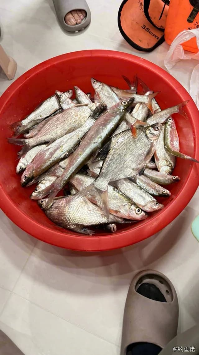 红鳍鲌钓获 孝感市 0.9kg