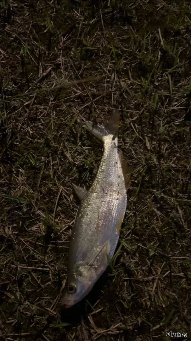 红鳍鲌钓获 上饶市 0.3kg