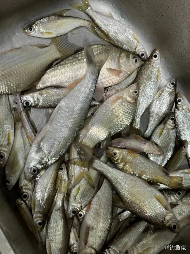 红鳍鲌钓获 南平市 0.3kg