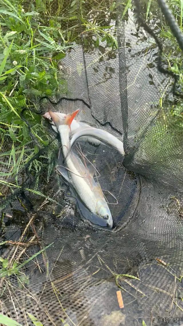 红铜大鳞脂鲤钓获 合肥市 1.8kg