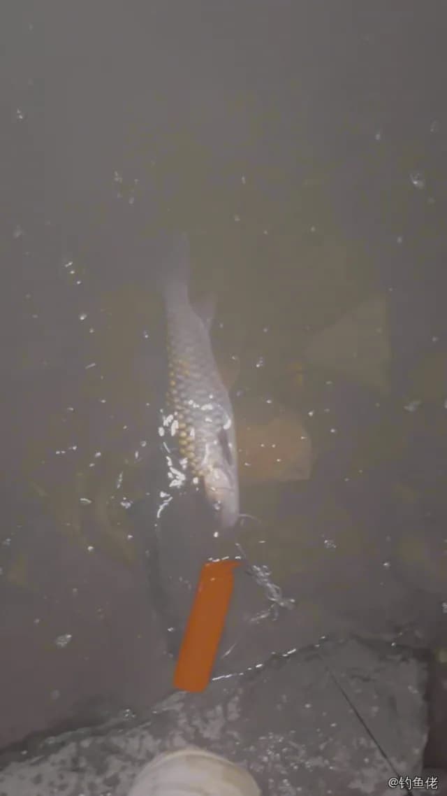 红铜大鳞脂鲤钓获 金华市 2kg