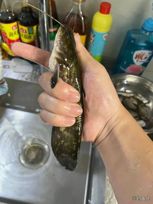 胡子鲇钓获 南通市 0.6kg