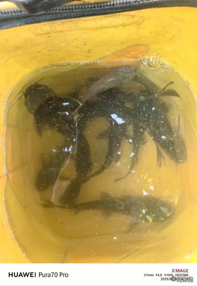 胡子鲇钓获 嘉兴市 0.3kg