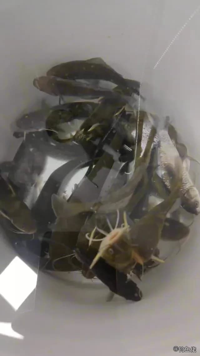 胡子鲇钓获 黄冈市 10kg