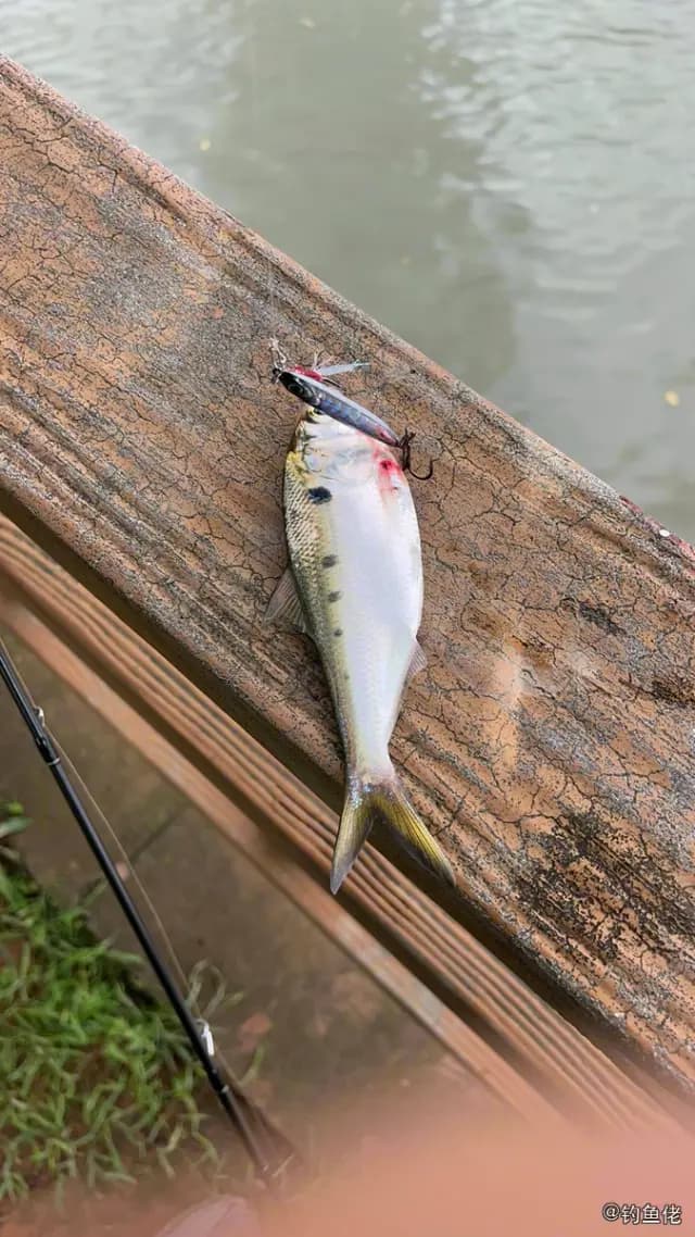 花鰶钓获 佛山市 0.16kg