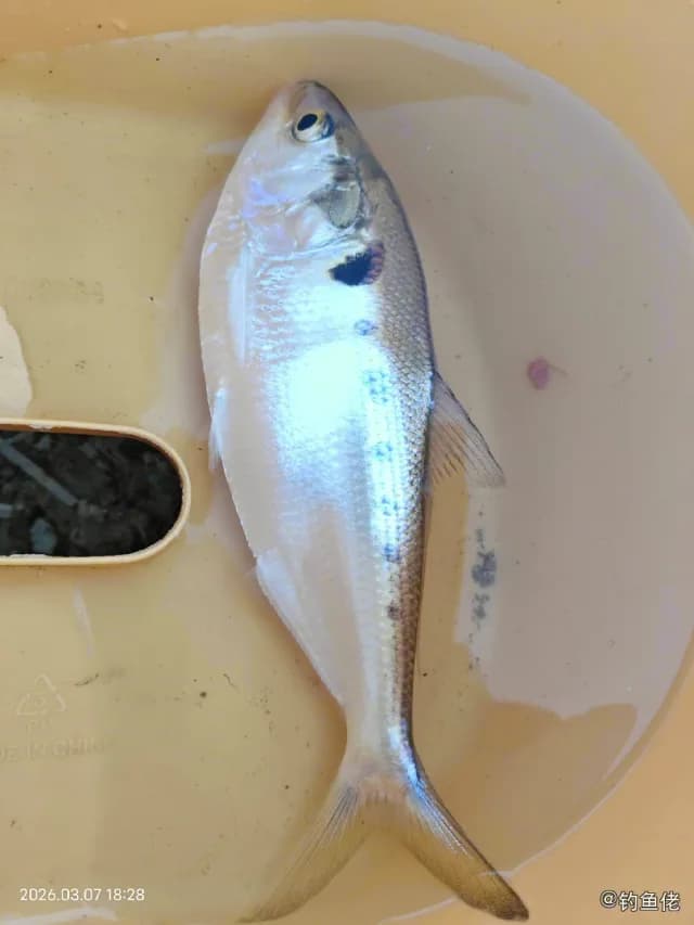 花鰶钓获 佛山市 0.16kg
