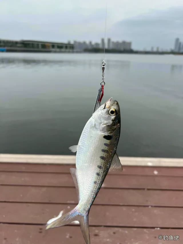 花鰶钓获 厦门市 0.16kg