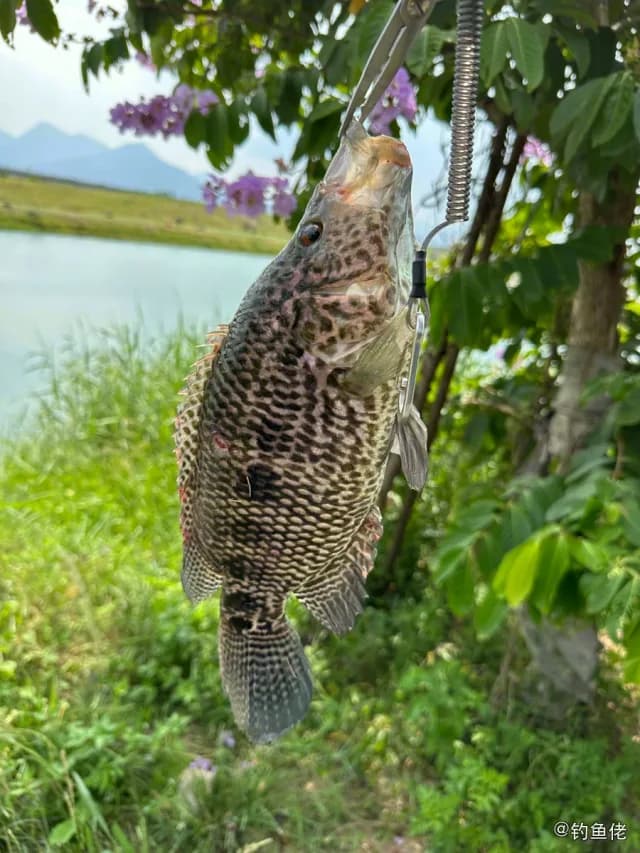 花身副丽鱼钓获 福州市 0.7kg