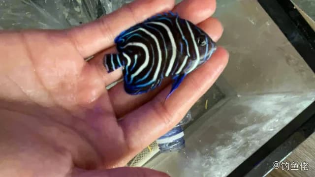 环纹刺盖鱼钓获 厦门市 0.8kg