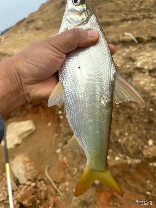 黄背若梅鲷钓获 怀化市 0.3kg