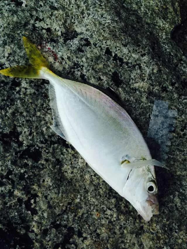 黄带拟鲹钓获 兰州市 1.8kg