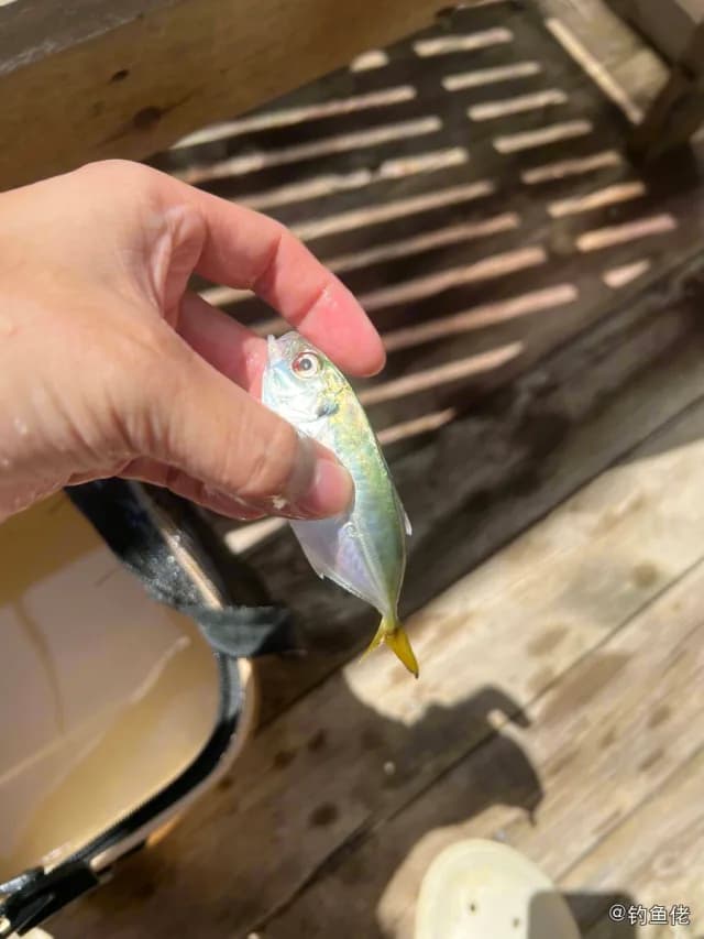 黄带拟鲹钓获 湛江市 0.05kg