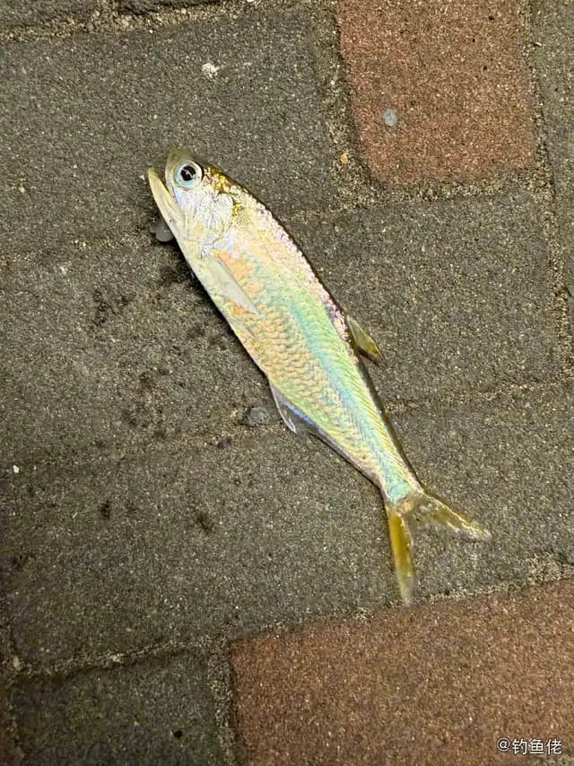 黄鲫钓获 深圳市 0.8kg