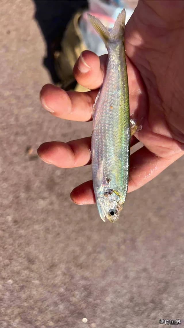 黄鲫钓获 天津市 0.24kg