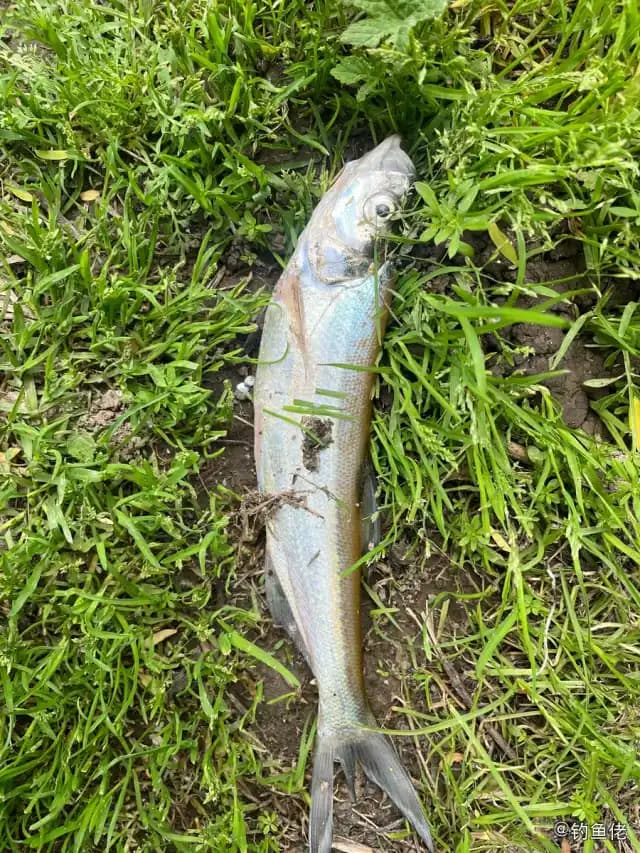黄鲫钓获 上海市 0.05kg