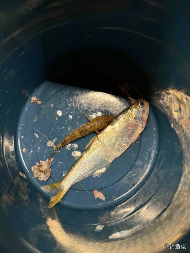 黄鲫钓获 深圳市 0.1kg