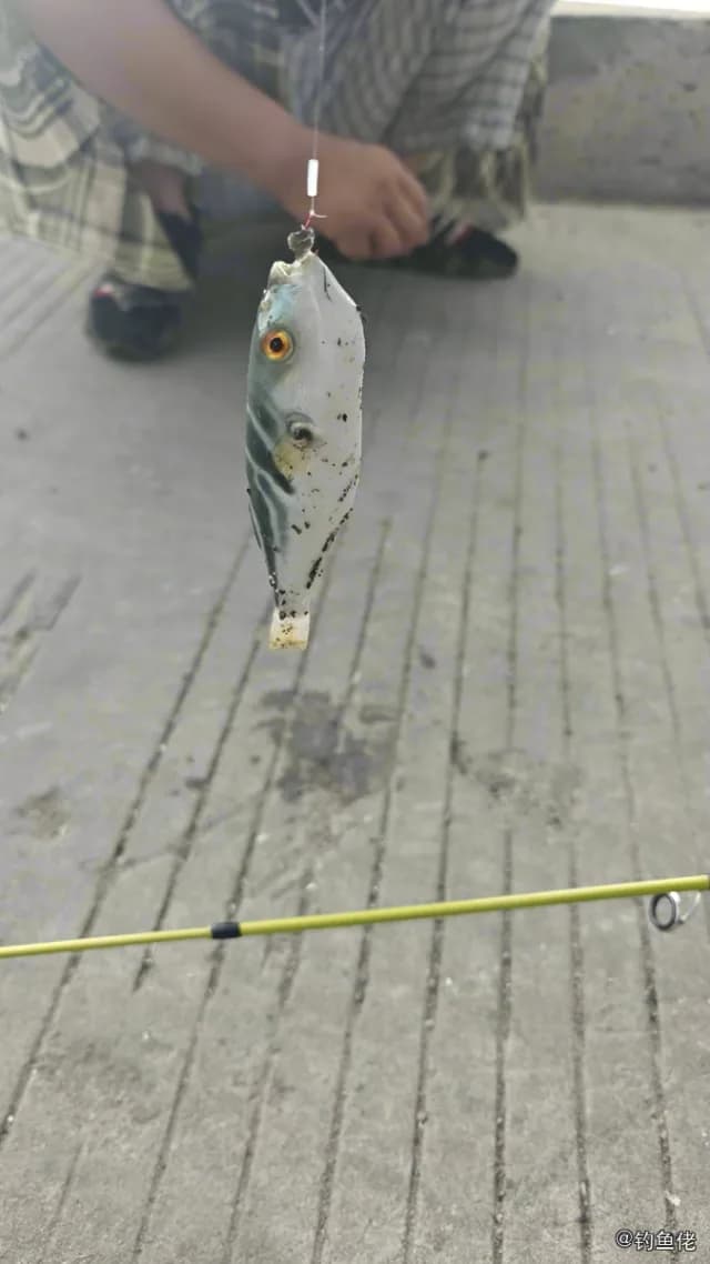 黄鳍多纪鲀钓获 台州市 1.2kg