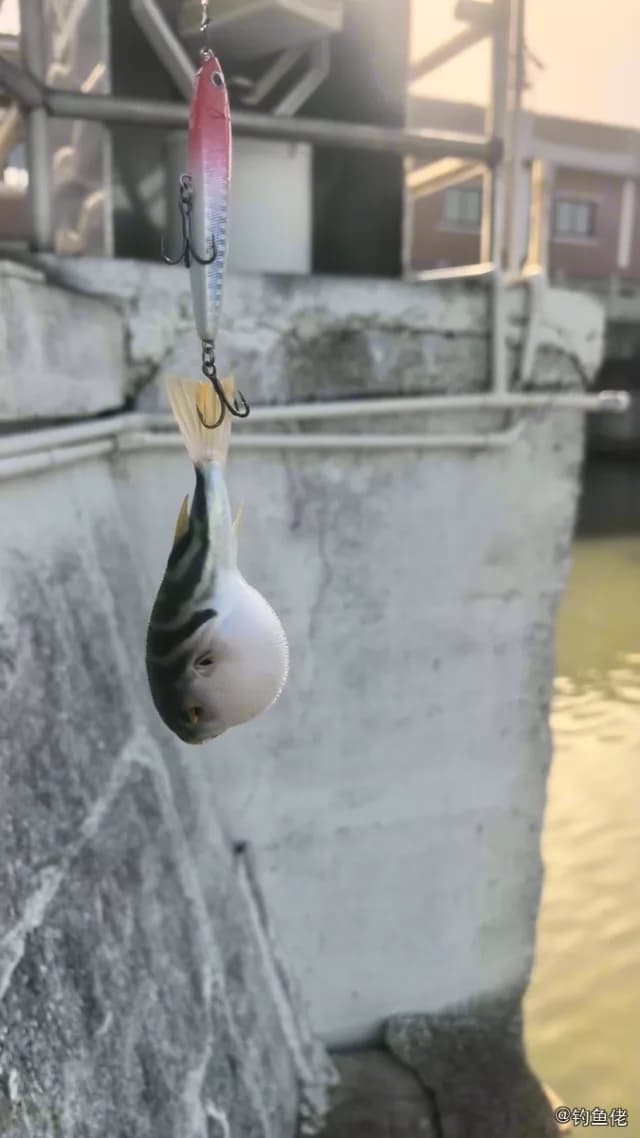黄鳍多纪鲀钓获 台州市 1.2kg