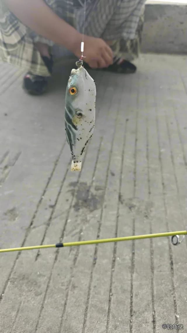 黄鳍多纪鲀钓获 台州市 0.3kg
