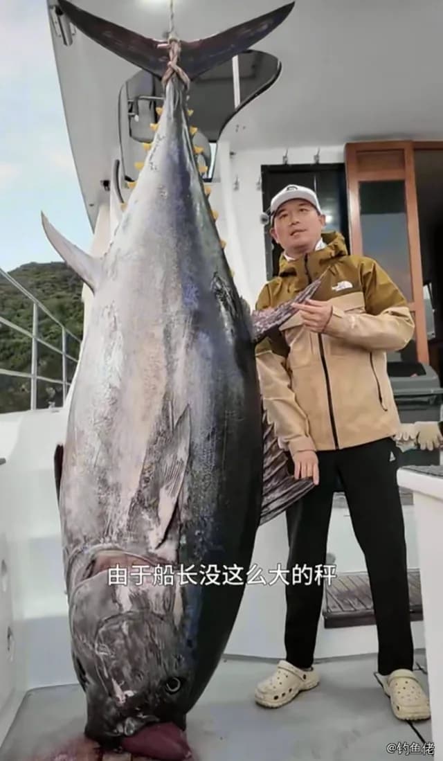 黄鳍金枪鱼钓获 中华人民共和国 240kg
