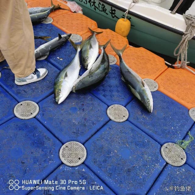 黄鳍金枪鱼钓获 大连市 2.3kg