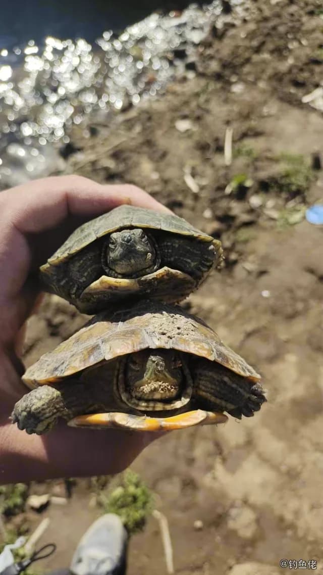 黄鳍金枪鱼钓获 葫芦岛市 1kg