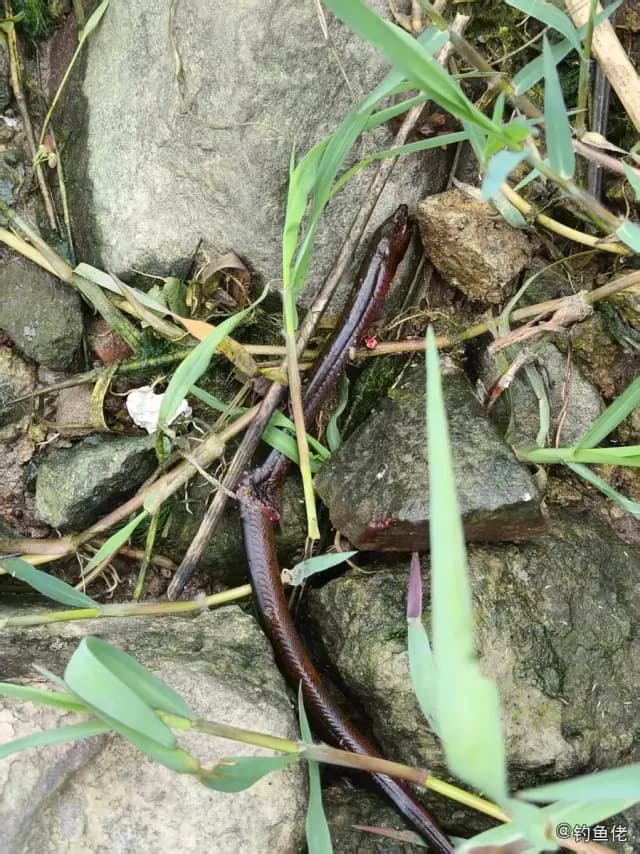 黄鳝钓获 阜阳市 1kg